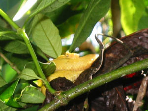 Amérique Centrale, Costa Rica, Tortuguero, serpent au creux d'une branche
