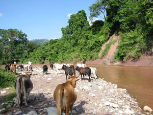 Amérique Centrale, Honduras, Copan Ruinas, des vaches traversent la rivière qui coule au milieu de la végétation tropicale