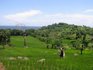 Amérique Centrale, Nicaragua, paysage des iles d'ometepe avec champs et arbres epars