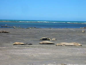 Argentine, Patagonie, Peninsula Valdes, elephants de mer dormant sur la plage