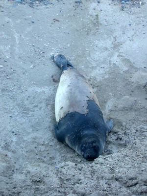 Argentine, Patagonie, Peninsula Valdes, phoque perdant sa peau sur une plage