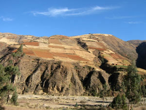 Bolivie, Cochabamba, Chapare, champs en altitude