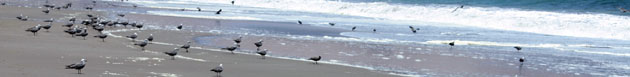 mouettes et ibis sur une plage