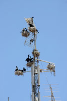 Nids de cormorans sur une antenne