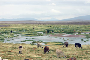 Paysage de l'Altiplano bolivien avec ses lamas