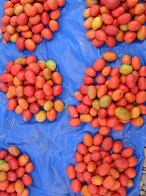 tomates en el mercado de cliza