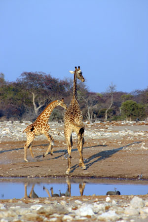 beb girafe sautillant