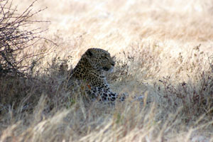 leopard couche