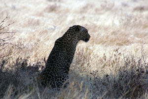 leopard assis