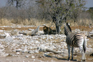 lion et zebres regardant