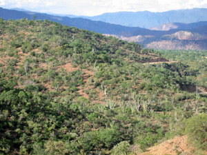 Bolivie, Cochabamba, Valle Alto, Pasorapa, panorama de cactus et paysages arides