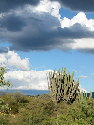 Bolivie, Cochabamba, Valle Alto, Pasorapa, arbres et cactus geants sur paysage aride