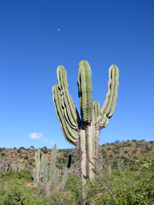 Bolivie, Cochabamba, Pasorapa, cactus sur paysage semi desertique et petite lune dans le ciel bleu