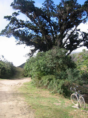 Bolivie, Cochabamba route de sehuencas, un velo au pied d'un arbre somptueux