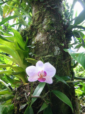 Bolivie, Cochabamba, Villa Tunari, orchidee sur son tronc d'arbre