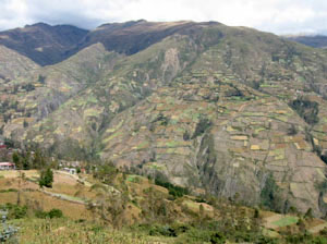 Bolivie, Sorata, champs en terrasses