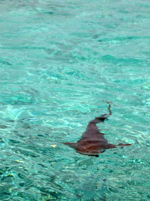 Amérique Centrale, Caraïbes, Belize, requin dans l'eau transparente