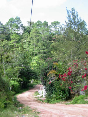Amérique Centrale, Nicaragua, Granada, chemin fleuri
