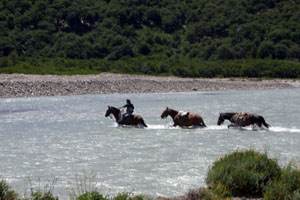 cavalier et chevaux traversant un fleuve glaciaire