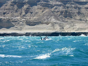 Argentine, Patagonie, Peninsula Valdes, queue de baleine sortant de l'eau