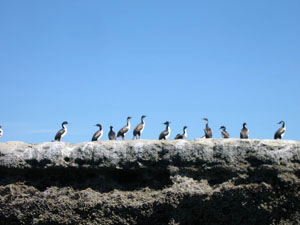 Argentine, Patagonie, Peninsula Valdes, cormorans sur une crete rocheuse