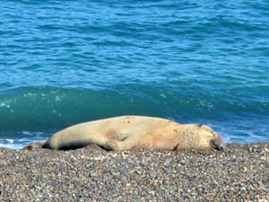 Argentine, Patagonie, Peninsula Valdes, elephant de mer dormant sur la plage