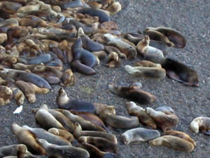 Argentine, Patagonie, Peninsula Valdes, phoques dormant sur la plage