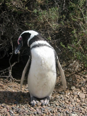 Amérique Centrale, Argentine, Peninsula Valdes, pinguin