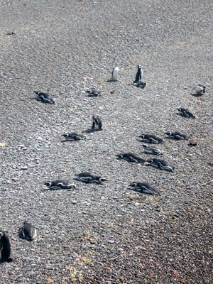 Amérique Centrale, Argentine, Peninsula Valdes, pinguins sur la plage