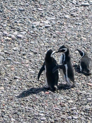 Amérique Centrale, Argentine, Peninsula Valdes, pinguins qui se frottent le bec sur la plage