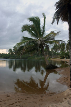 palmier et lagune