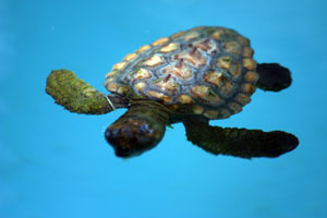 bebe tortue marine