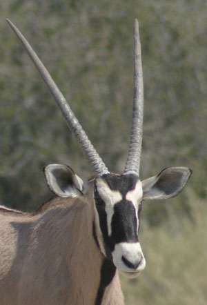 tete d'oryx