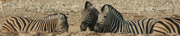 zebres dans une mare