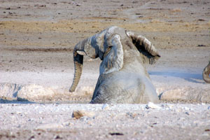 bain de boue pour les elephants