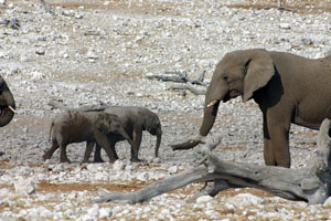 deux elephanteaux marchent