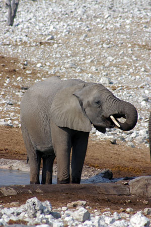 elephant qui boit