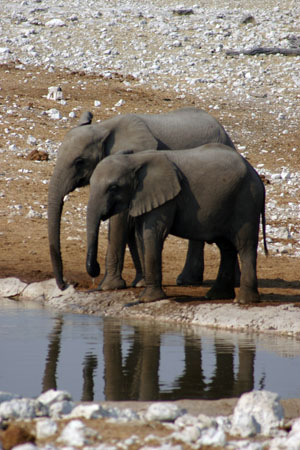 deux elephants
