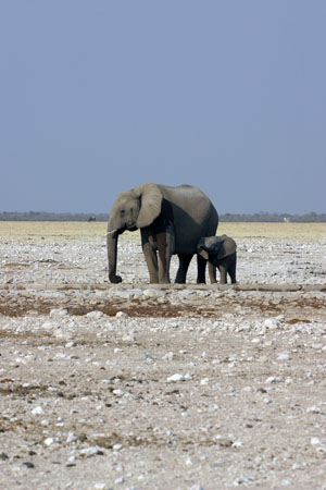 elephant et son petit