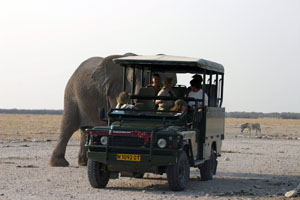 un elephant croise une voiture