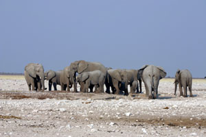 groupe d'elephant au puits