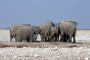 groupe d'elephants au puits