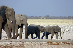 deux elephanteaux precedent les parents?