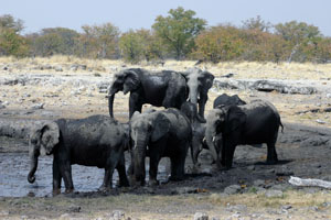 Elephants au bain de boue