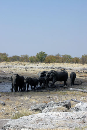groupe d'elephant au bain de boue
