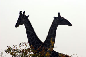 tetes croisees de girafes