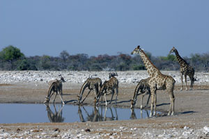 groupe de girafe au puits