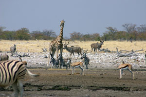 zebres, girafe, springbok, kudus
