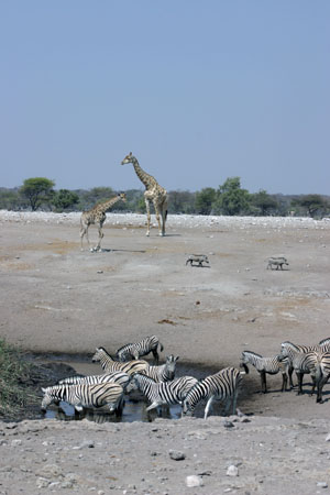 zebres, girafe et phacocheres