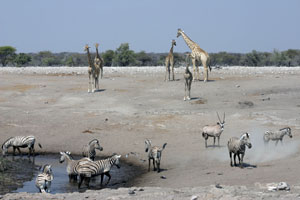 girafes, oryx et zebres